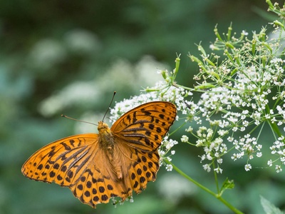 银洗川贝蝶 Argynnis 巴非蛤 坐在植物上