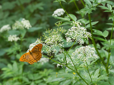 银洗川贝蝶 Argynnis 巴非蛤 坐在植物上