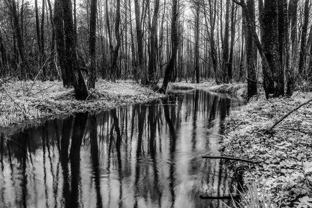 风景如画的春天森林和河流。黑白照片