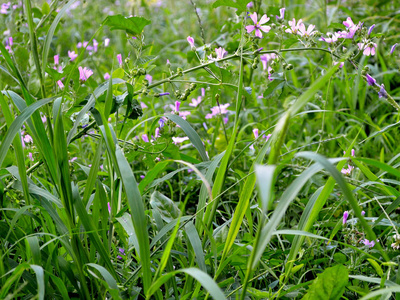 夏季绿草草带紫色花朵, 特写
