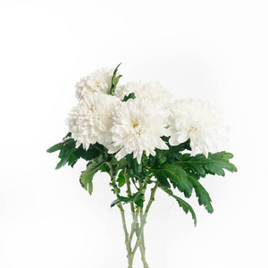 皇冠雏菊白色绒毛菊花花束照片