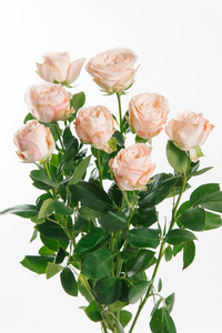 白色背景下的柔和桃色玫瑰特写