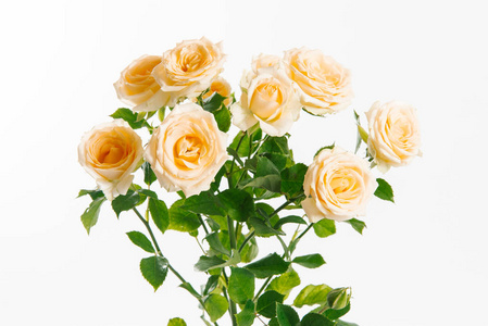 桃色花园鲜枝玫瑰白色背景图片