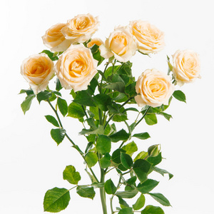 桃色花园鲜枝玫瑰白色背景