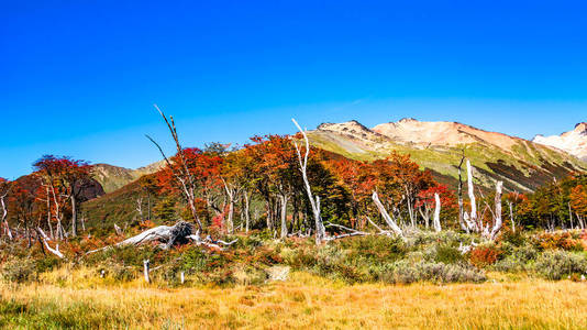 lenga 森林的美丽的风景, 山在火地岛国家公园, 巴塔哥尼亚, 秋天