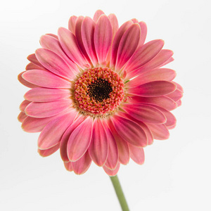 白色背景上的一只嫩粉色非洲菊