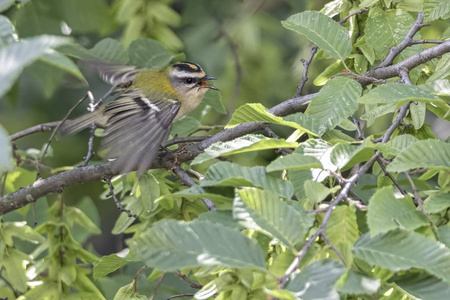 雷古勒斯 ignicapilla, 树上常见的 firecrest