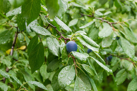 有选择焦点的雨后梅花树枝