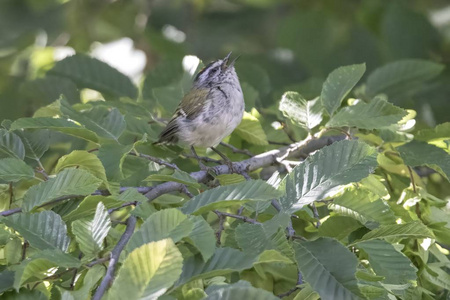 雷古勒斯 ignicapilla, 树上常见的 firecrest