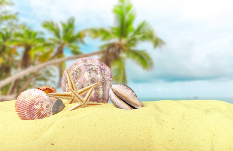 海星海贝壳在海滩作为背景图片