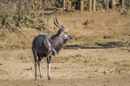 南非克鲁格国家公园的尼亚拉牛科 Tragelaphus angasii 家族的钱币