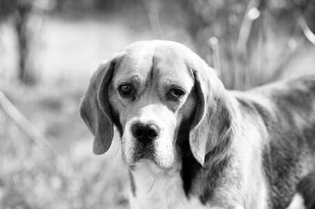 夏天户外长耳朵的狗。小猎犬在新鲜空气中行走。可爱的宠物在晴朗的日子。伴侣或朋友和友谊概念。狩猎和侦察狗