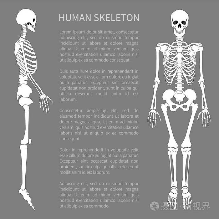 人体骨架和文本样本向量插图