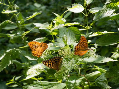 银色洗涤的川贝蝴蝶 Argynnis 巴非蛤 坐在植物上