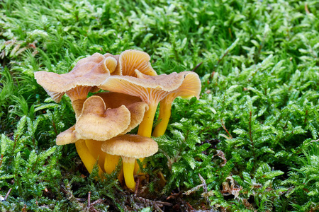 Craterellus tubaeformis 食用菌。真菌在自然环境中。英语 Yellowfoot, 冬菇, 漏斗鸡油菌