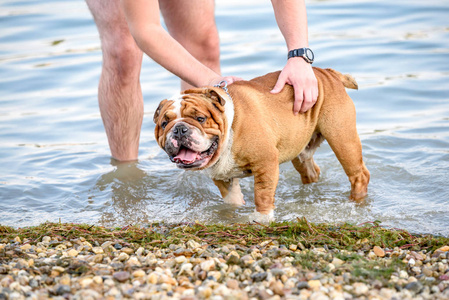 英国斗牛犬嬉戏在水中, 选择性聚焦