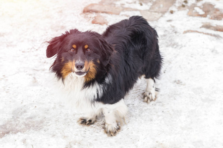 一个流浪狗在街上的冬天。温暖的冬天天