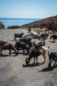 阳光明媚的日子, 克里特岛的山羊上路了。