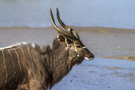 南非克鲁格国家公园的尼亚拉牛科 Tragelaphus angasii 家族的钱币