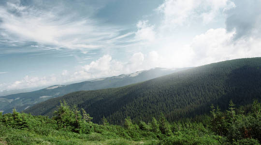 森林的山坡在低的云与常青针叶树笼罩在薄雾中的风景景观。清晨在山上