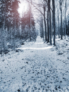 落下的黄色和橙色的叶子覆盖着积雪躺在地上。黄叶。秋天叶子秋天