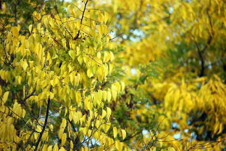 树秋季树叶自然背景