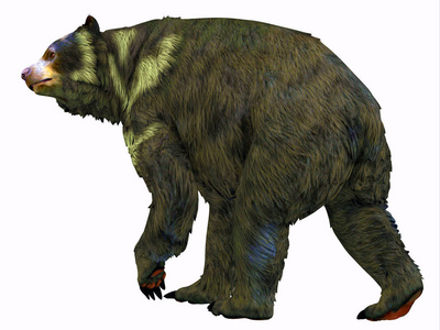 Arctodus 是在更新世期间住在北美洲的一只杂食型短脸熊。