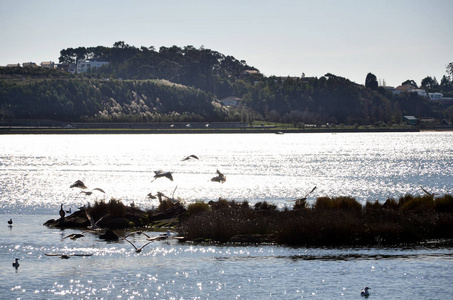 日落时分, 杜罗河河岸附近的鸟类