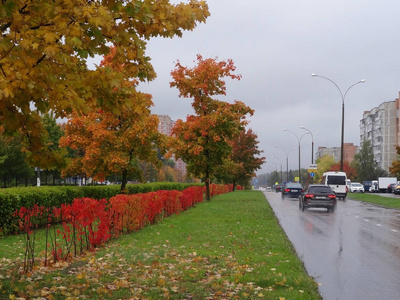 秋天在城市, 明亮的树和灌木, 汽车乘坐在街道在雨中