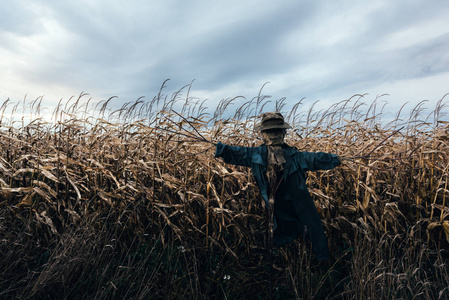 帽子里的吓人稻草人照片