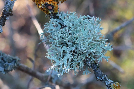 长松萝老树上的地衣照片