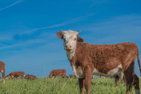奶牛在牧场上的阳光明媚的一天看摄影师