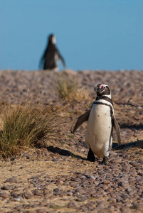 麦哲伦企鹅 Spheniscus magellanicus 在 Patagoni