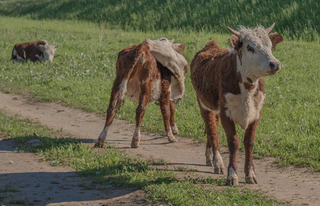 奶牛在牧场上的阳光明媚的一天看摄影师