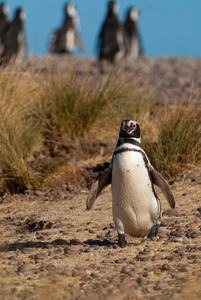 麦哲伦企鹅 Spheniscus magellanicus 在 Patagoni