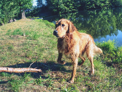 年轻的金猎犬在池塘游泳和玩耍。行动训练游戏与家庭成员和流行狗品种