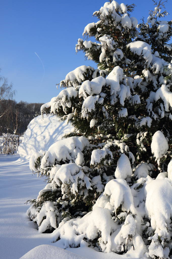 冬天的阳光下美丽的雪松树枝
