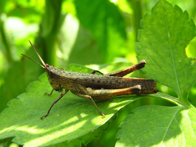 褐色蚱蜢图片