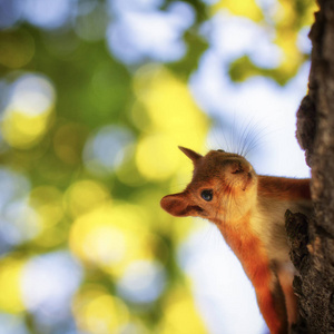 红松鼠在树上, 有一个美丽的散景在后台。低清晰度深度