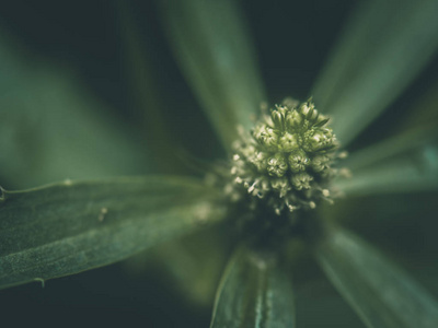 特写抽象的宏观绿色花粉和模糊的绿色叶子的软焦点, 自然背景