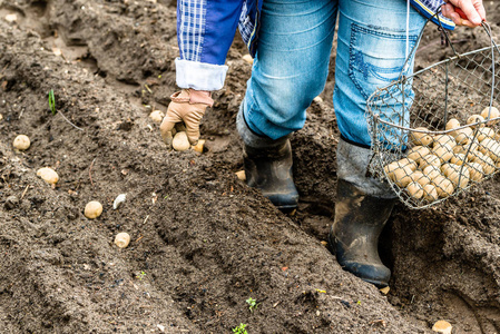 农民种植马铃薯幼苗在花园, 有机农业概念
