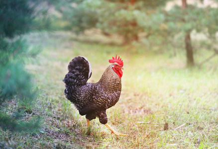 大公鸡图片