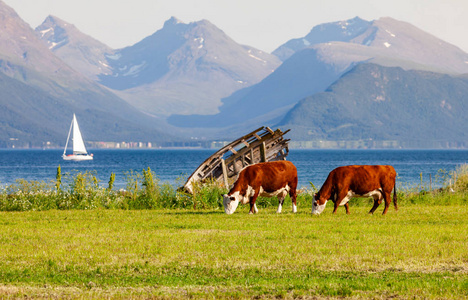 Troms 挪威草原上的快乐奶牛放牧