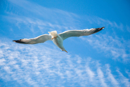 单只海鸥飞过在多云的天空作为背景