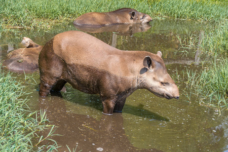 南美貘 Tapirus 蒺藜, 也被称为巴西貘在岸上