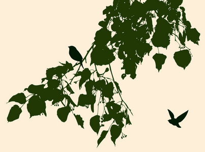 夏季鸟类和椴树枝的剪影