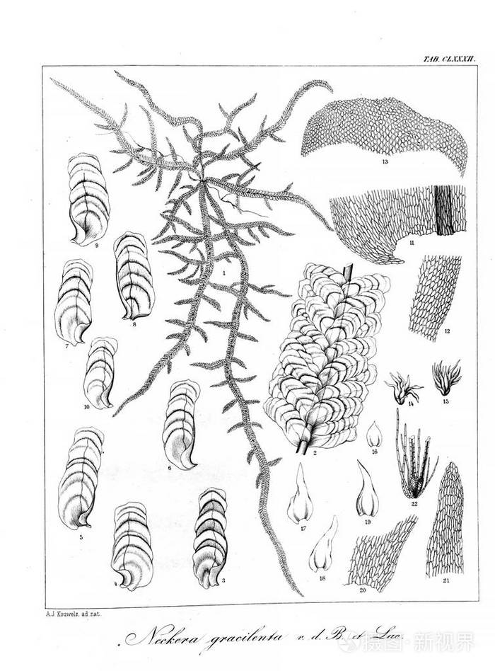 海藻复杂画法图片
