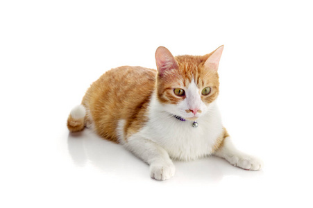 漂亮可爱的成年猫图片