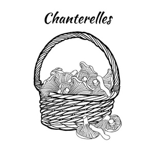 手拉蘑菇 chanterelles 在白色背景下分离