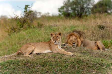 狮子在非洲肯尼亚国家公园